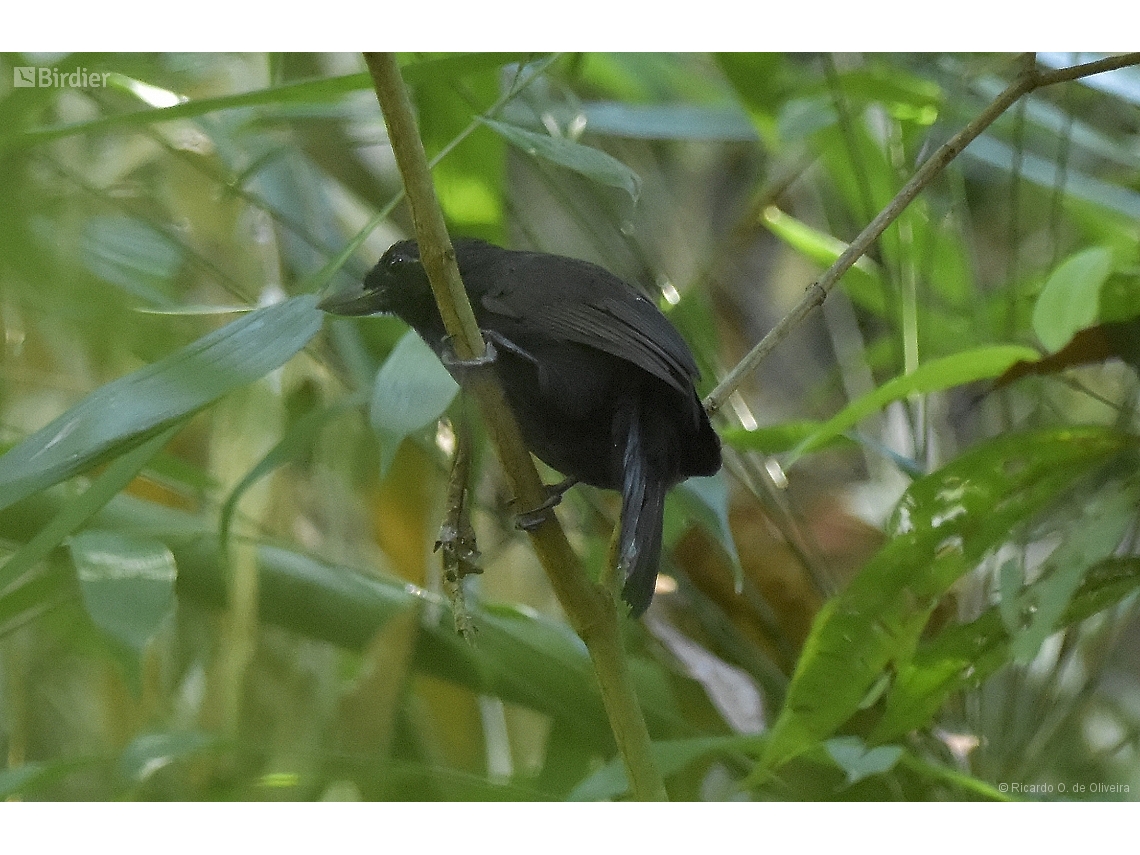 Clytoctantes atrogularis