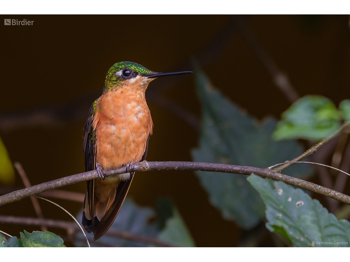 Heliodoxa rubricauda