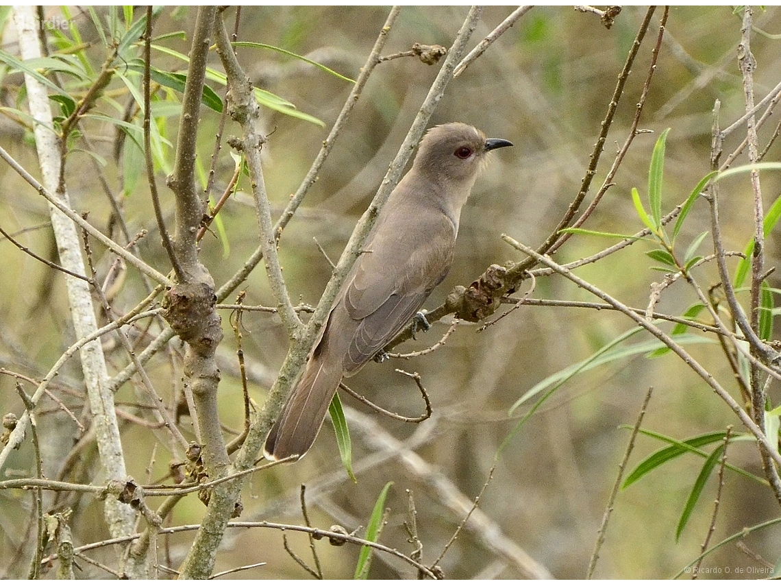 Coccycua cinerea