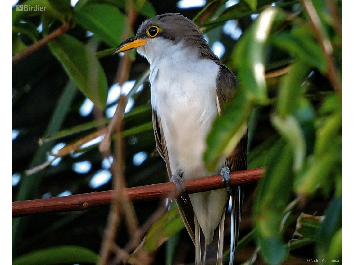 Coccyzus americanus