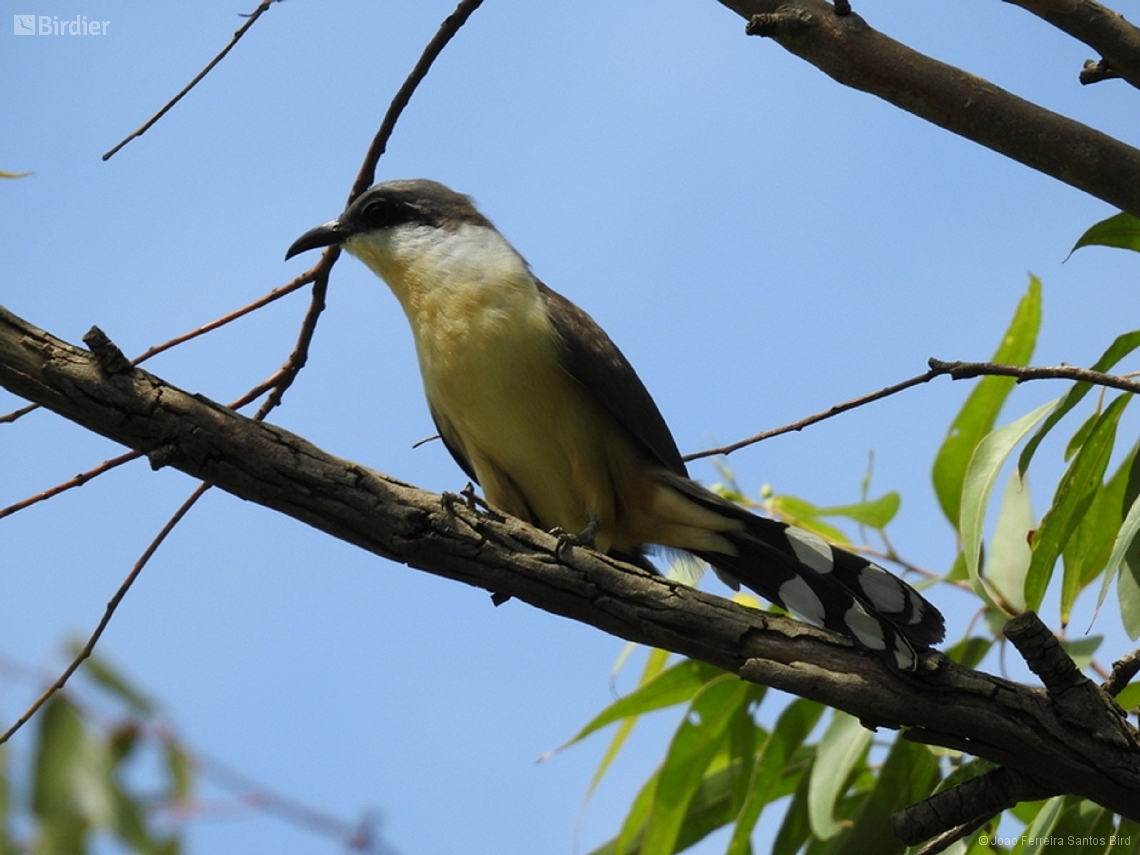 Coccyzus melacoryphus