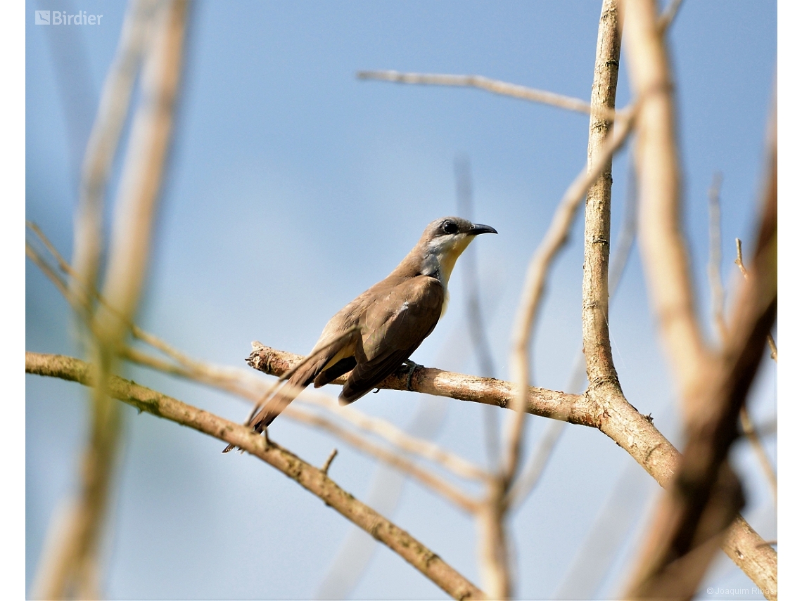 Coccyzus melacoryphus