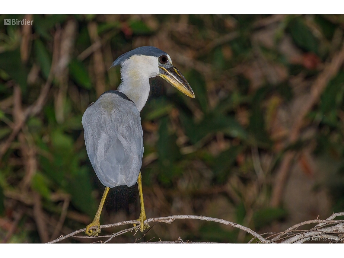 Cochlearius cochlearius