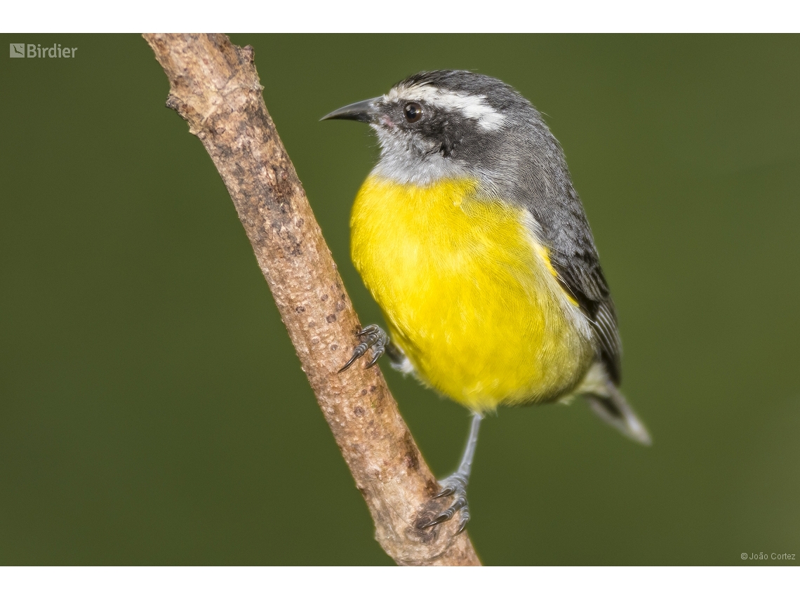 Coereba flaveola