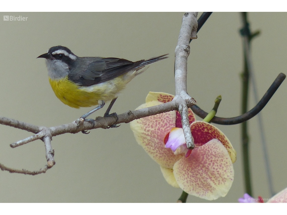 Coereba flaveola