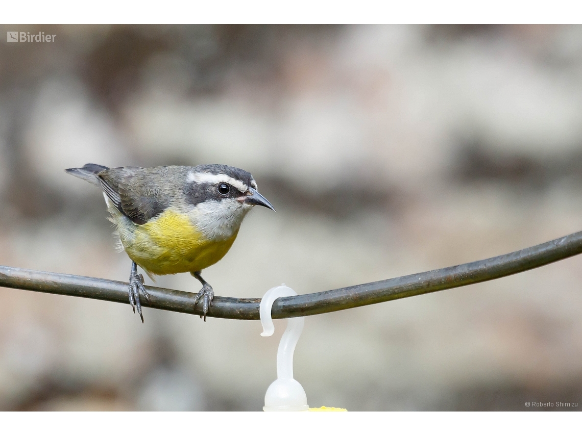 Coereba flaveola