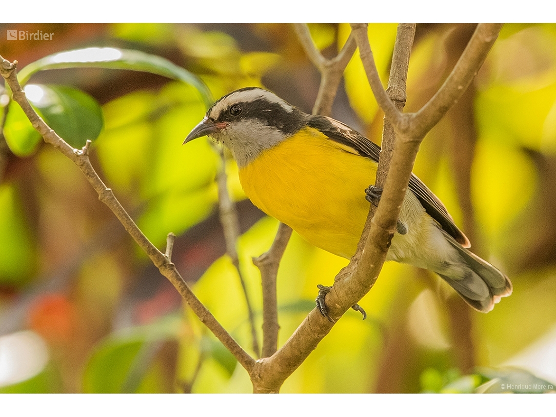 Coereba flaveola