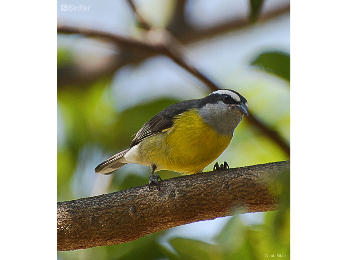 Coereba flaveola