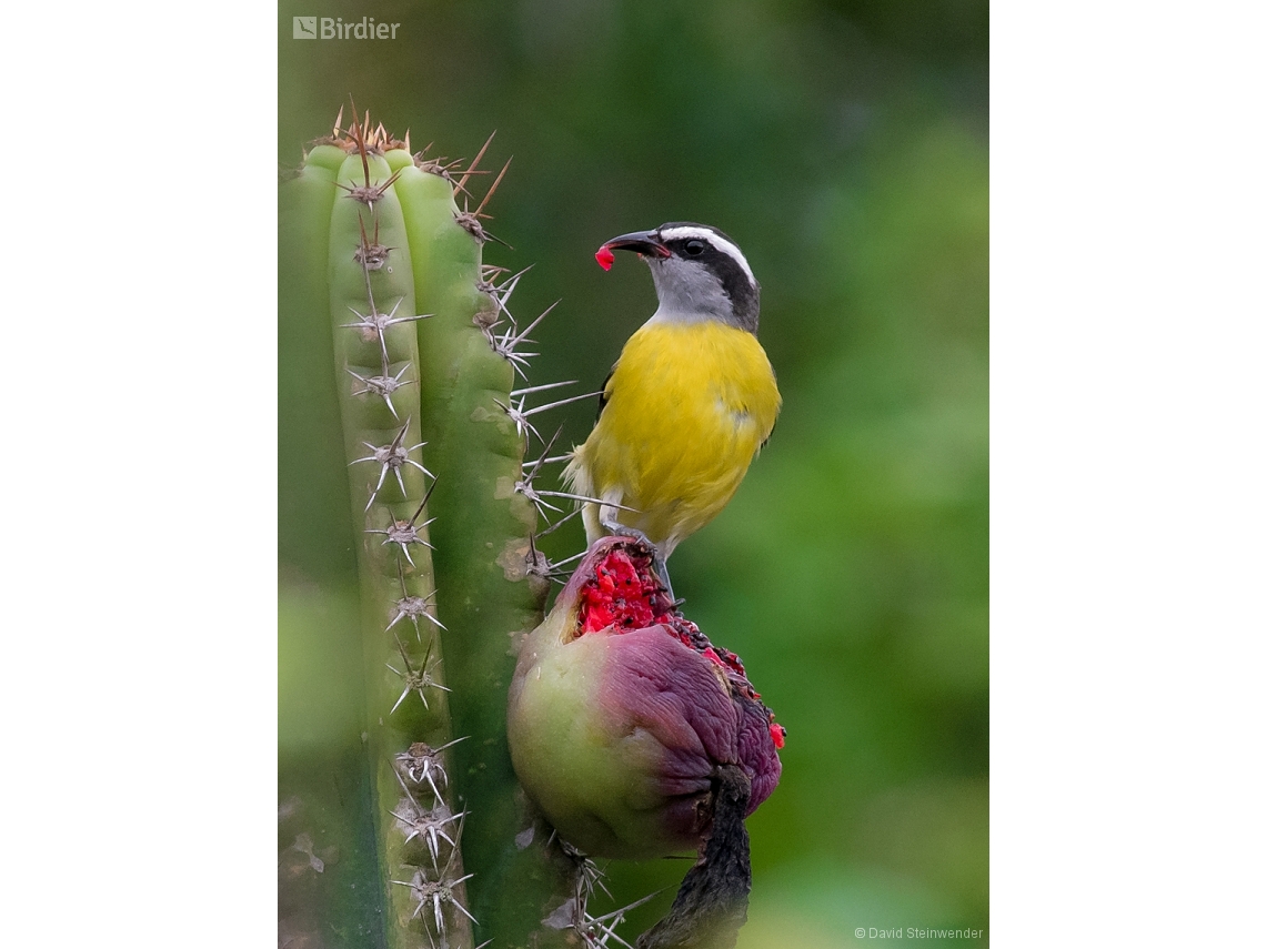 Coereba flaveola