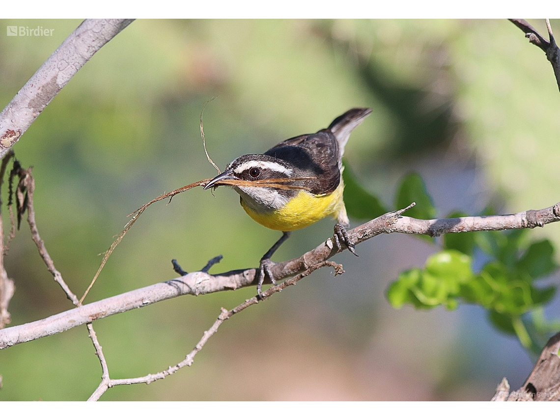 Coereba flaveola