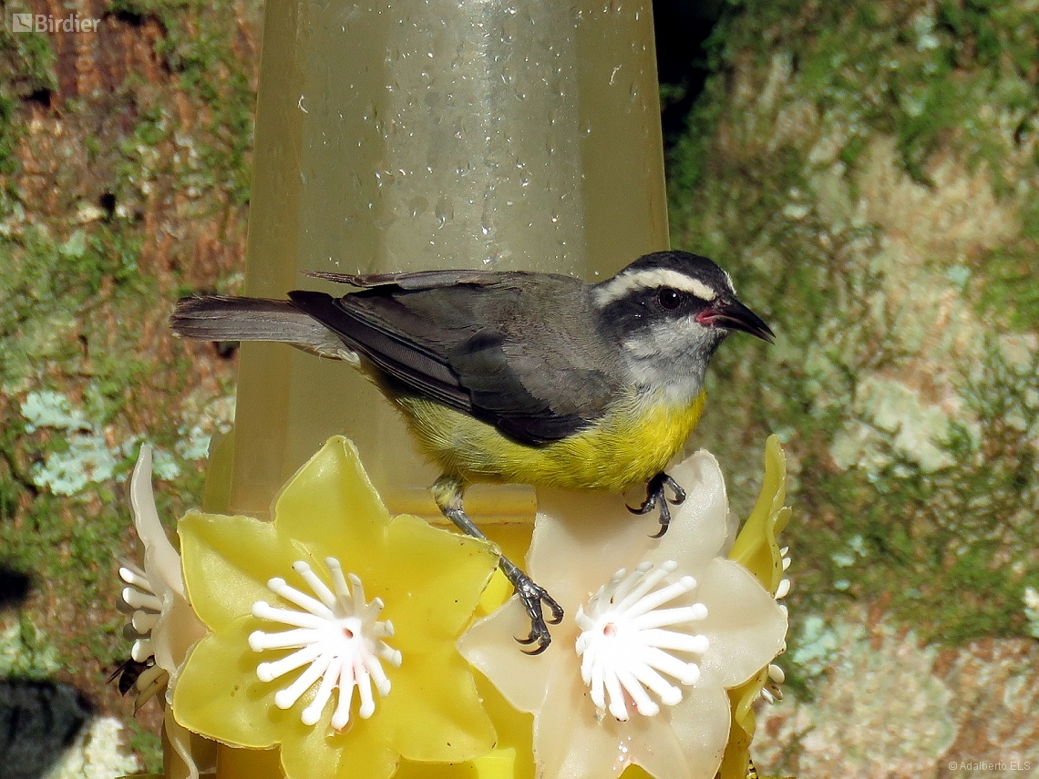 Coereba flaveola