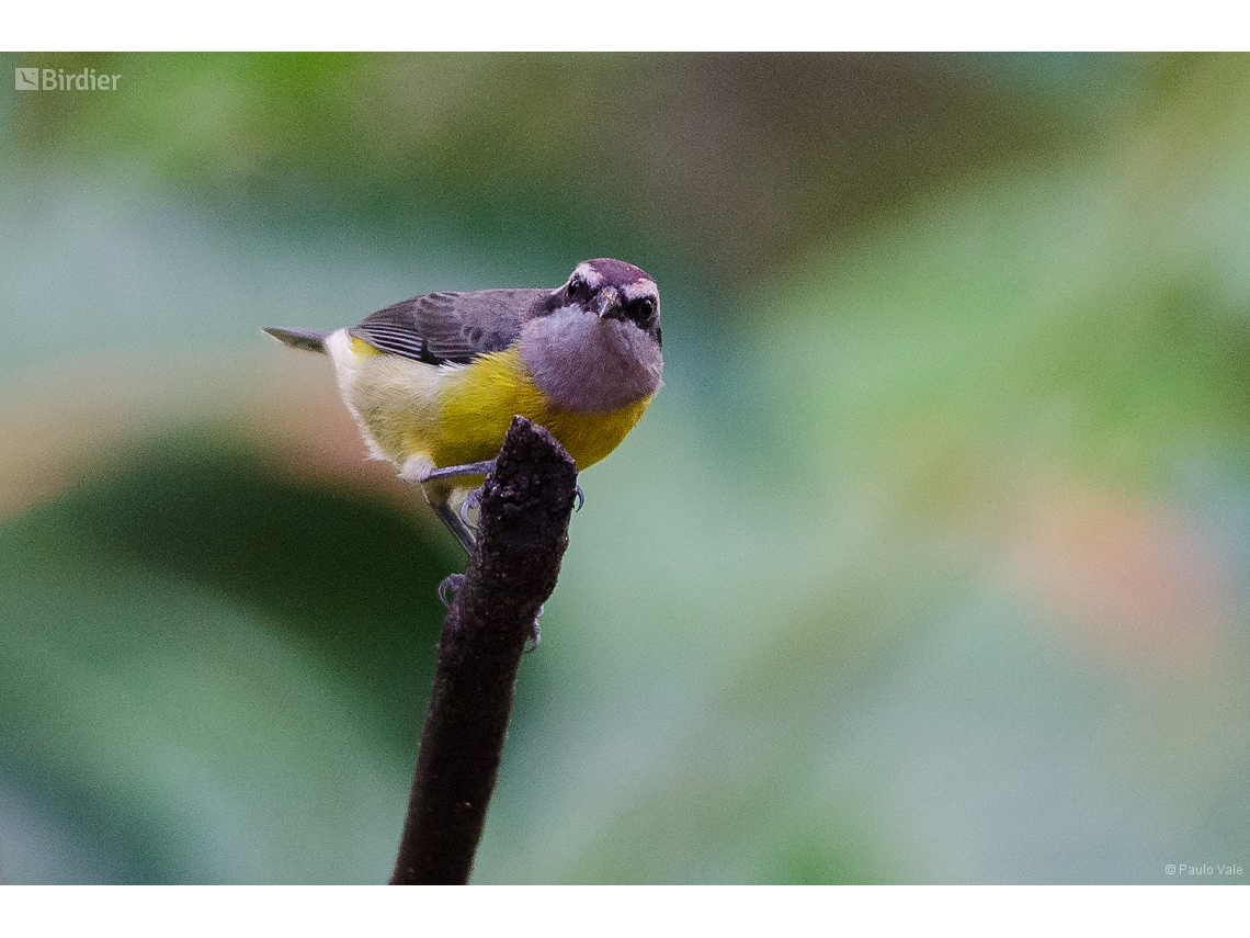 Coereba flaveola