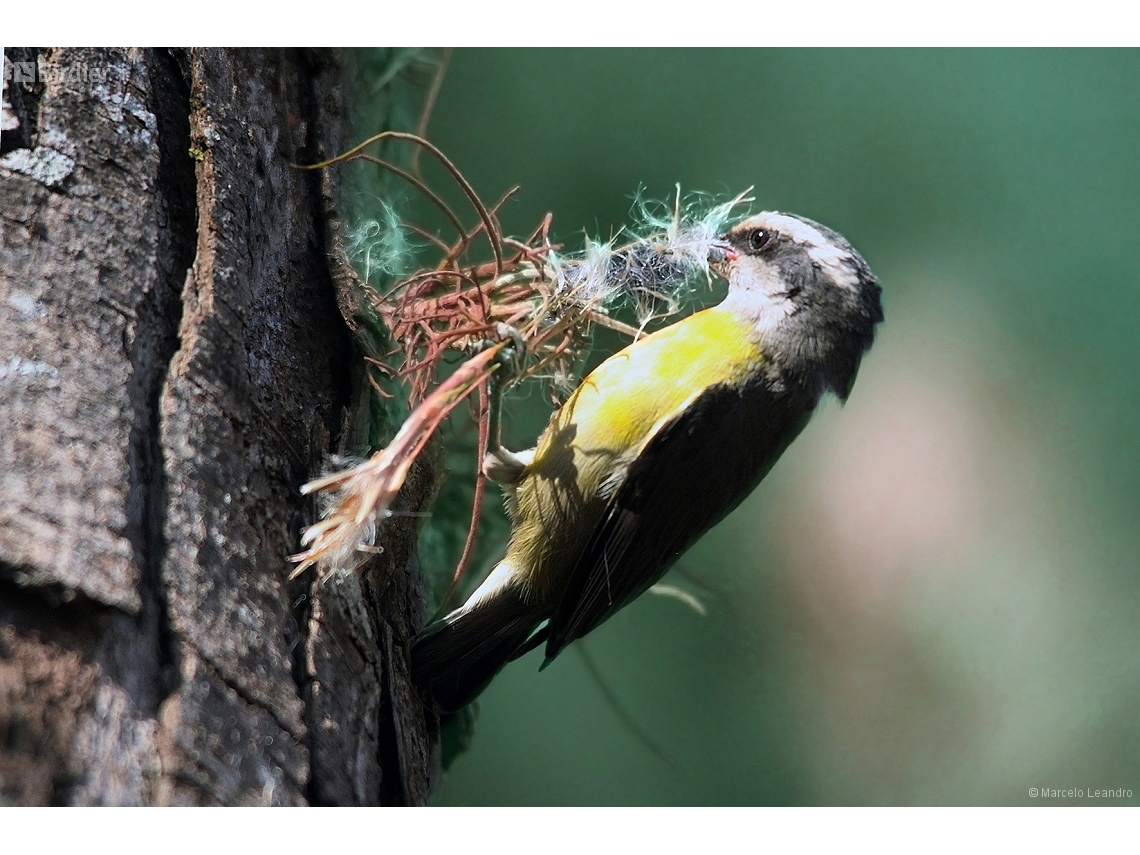 Coereba flaveola