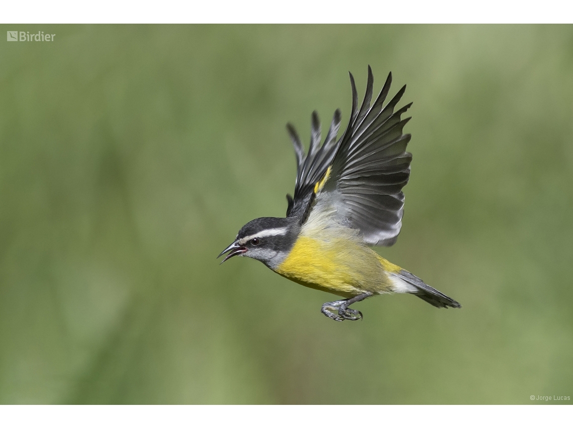 Coereba flaveola