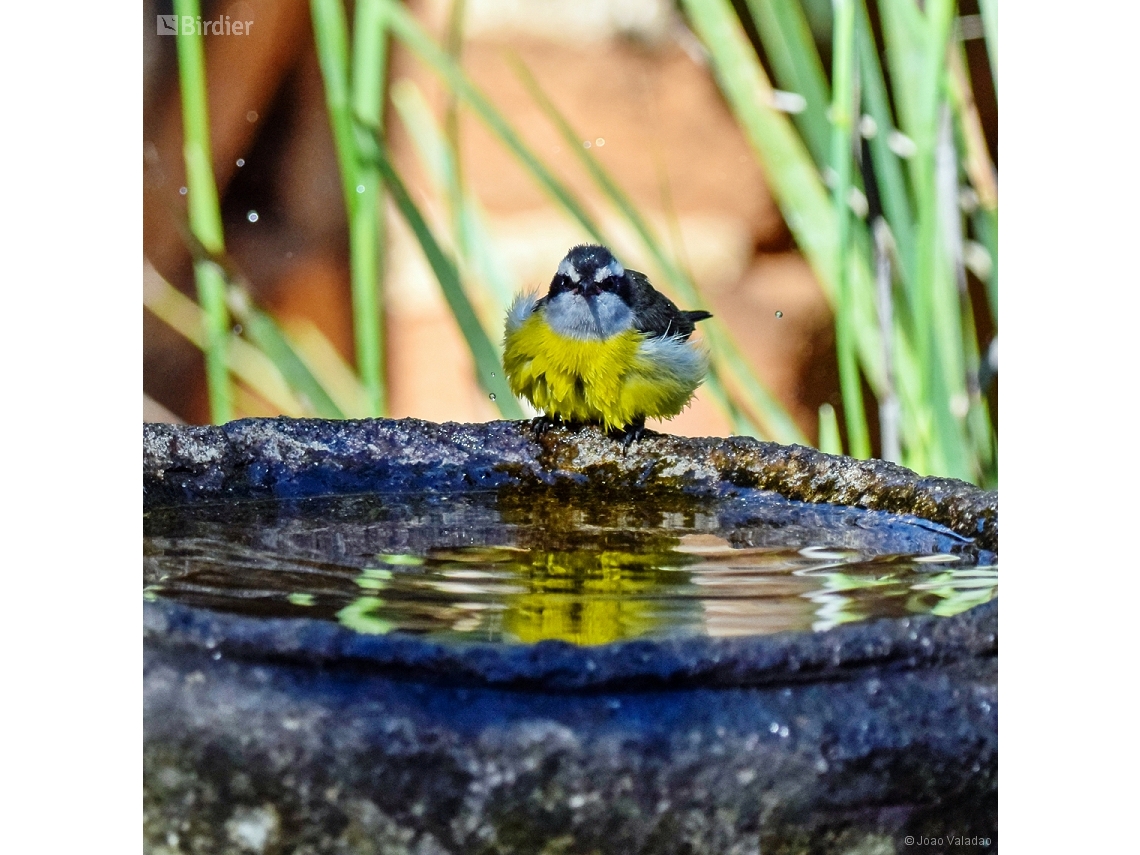 Coereba flaveola