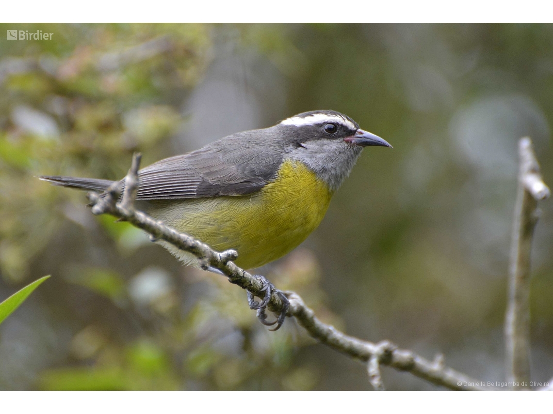 Coereba flaveola