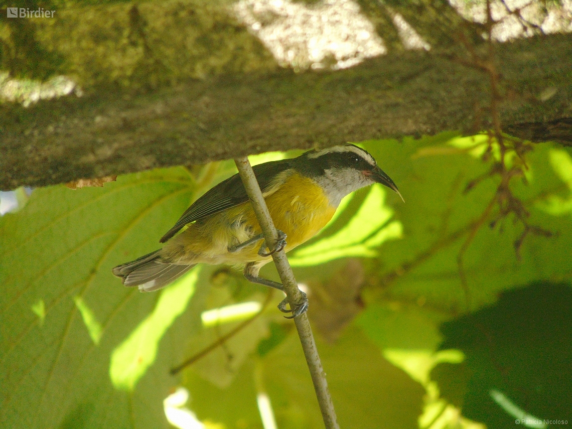 Coereba flaveola