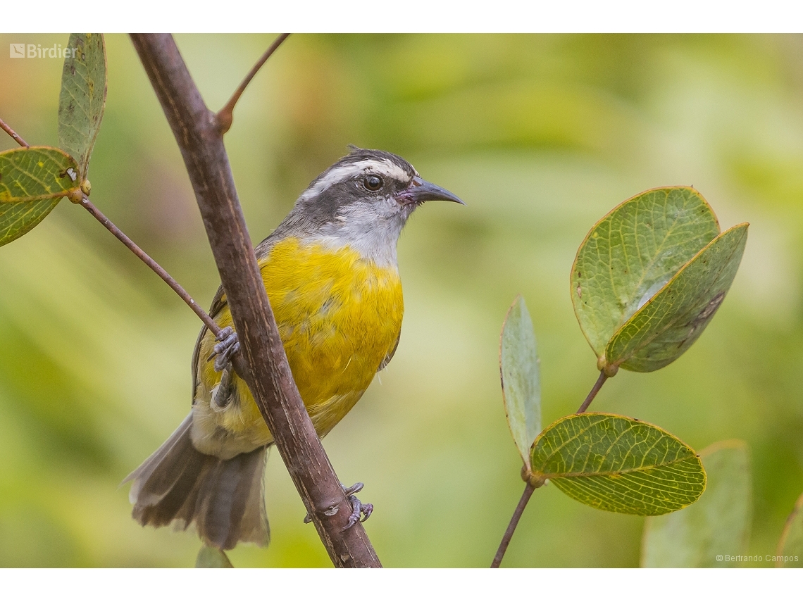 Coereba flaveola