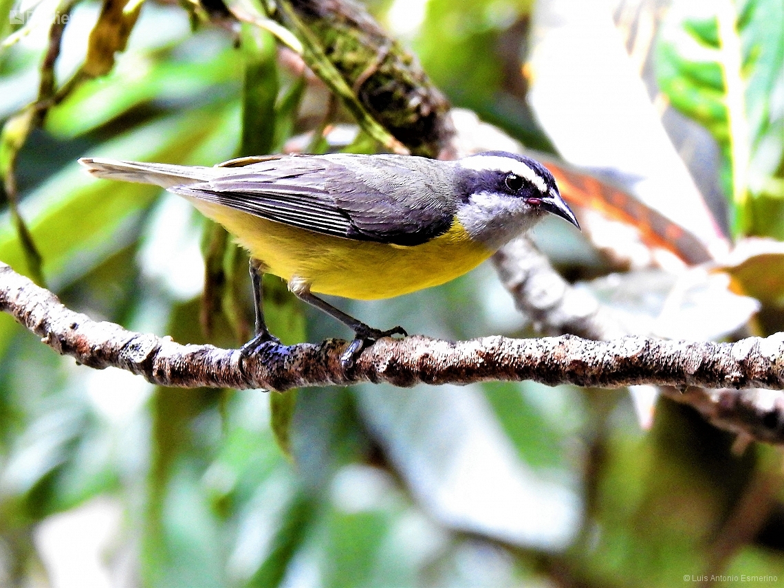 Coereba flaveola