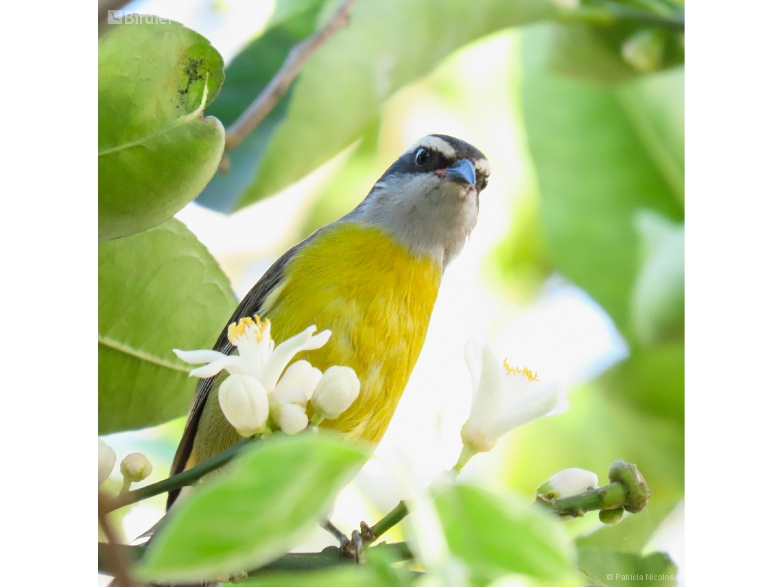 Coereba flaveola