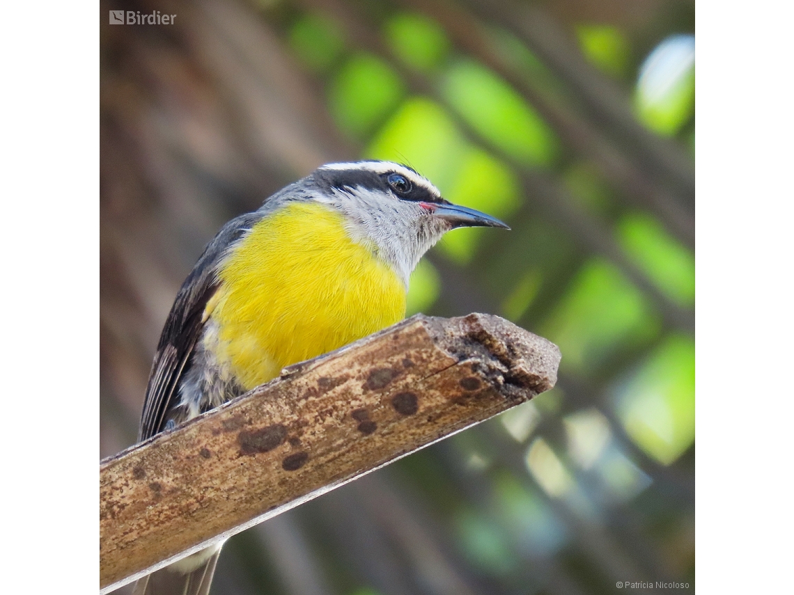 Coereba flaveola