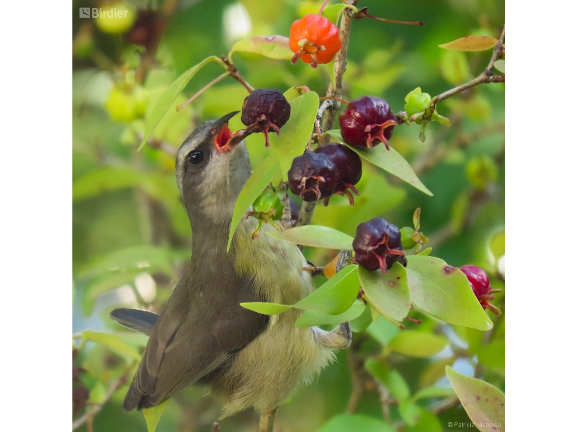 Coereba flaveola