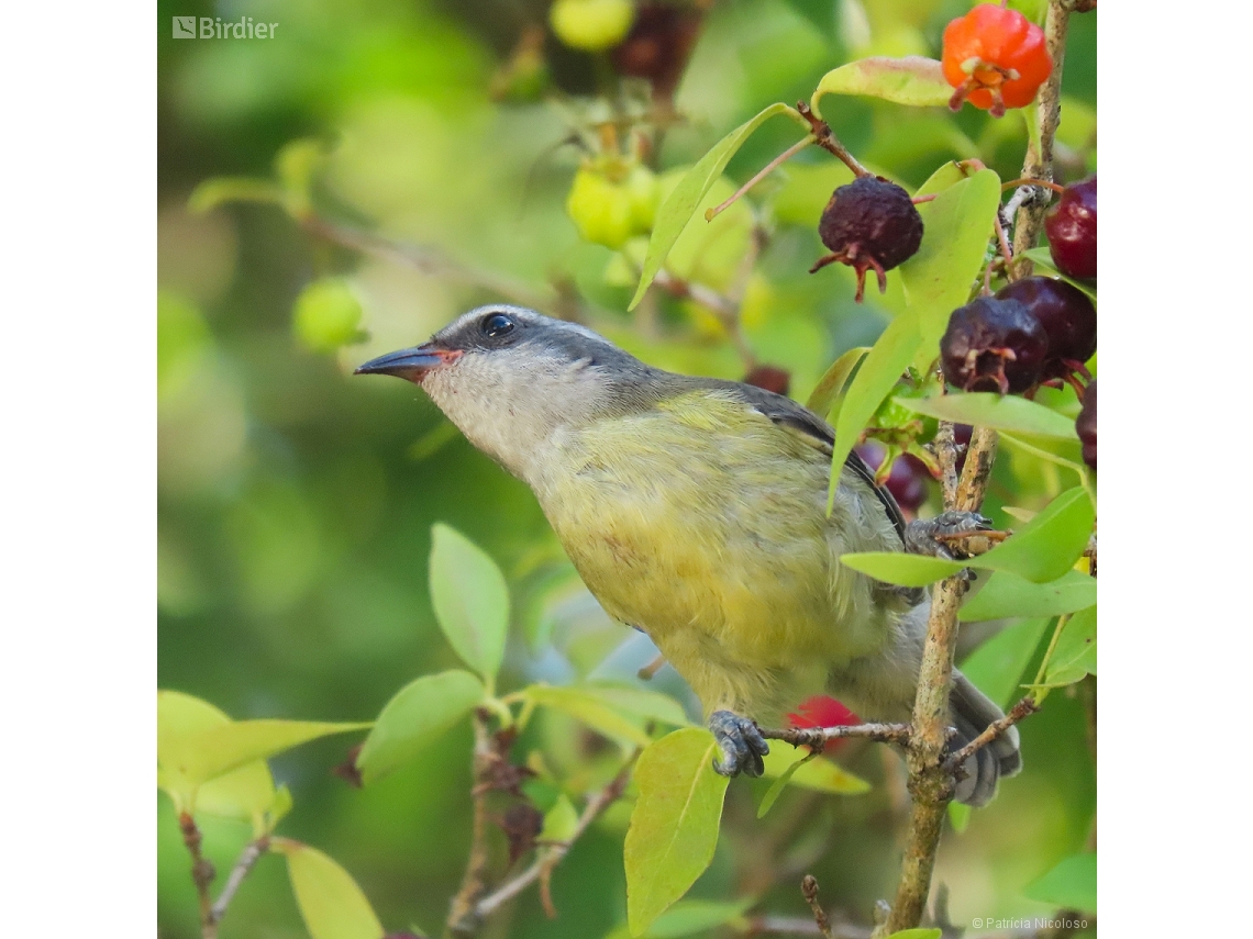 Coereba flaveola