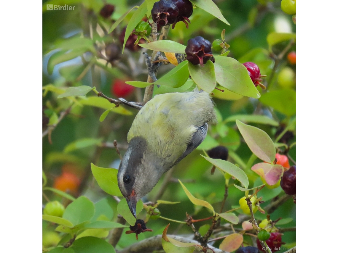 Coereba flaveola