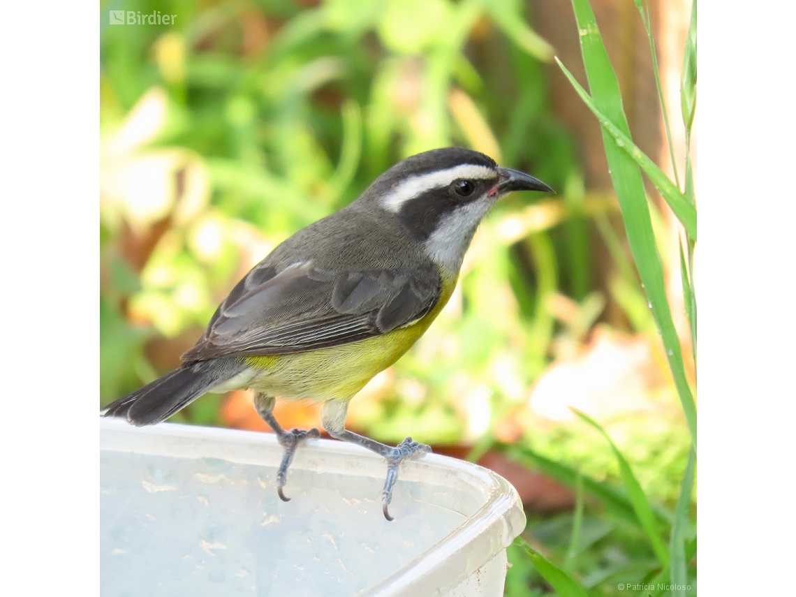 Coereba flaveola