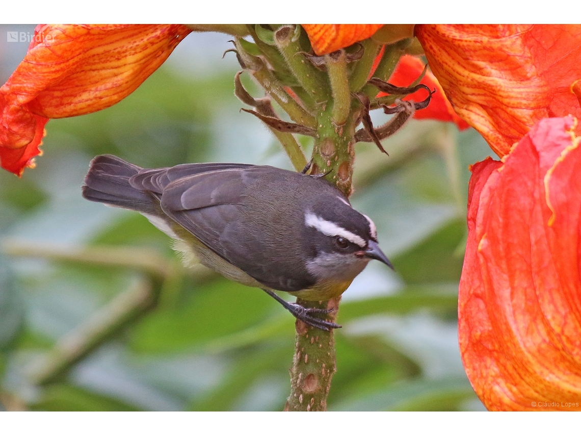 Coereba flaveola