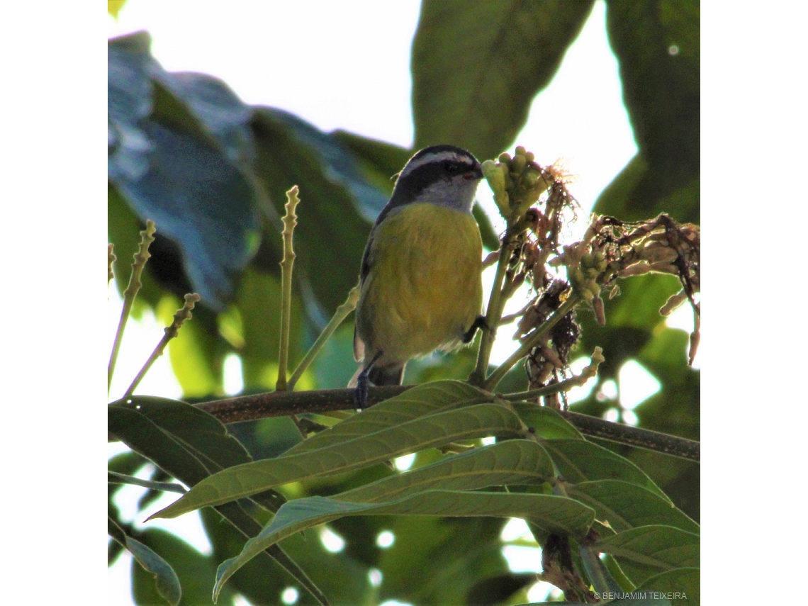 Coereba flaveola