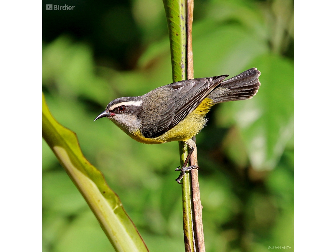 Coereba flaveola