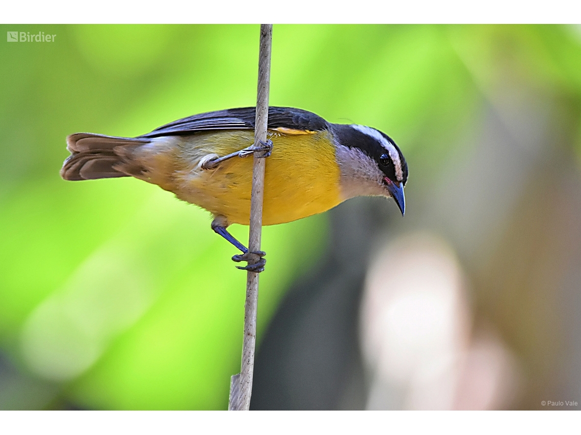 Coereba flaveola