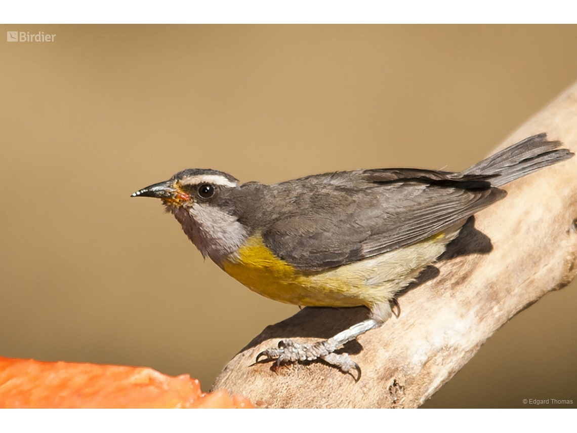 Coereba flaveola