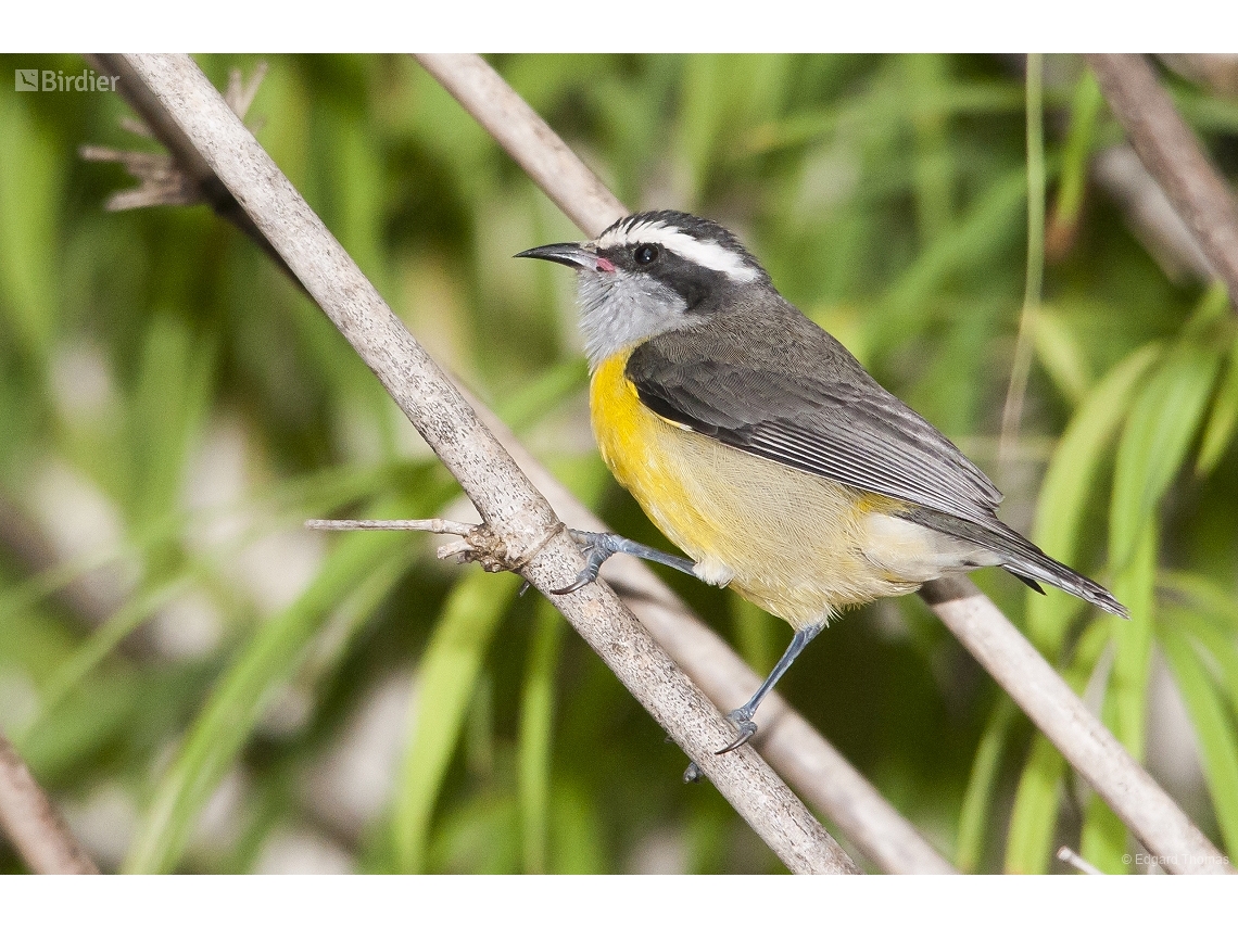 Coereba flaveola