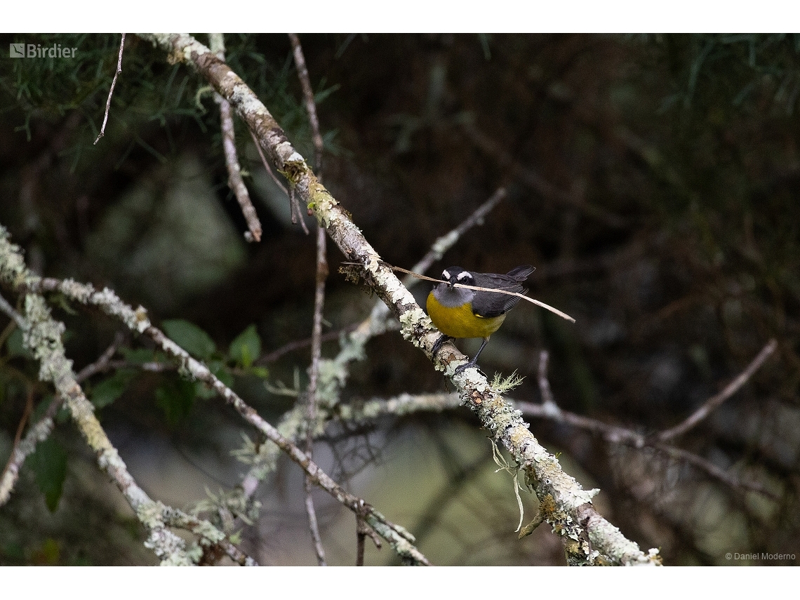 Coereba flaveola