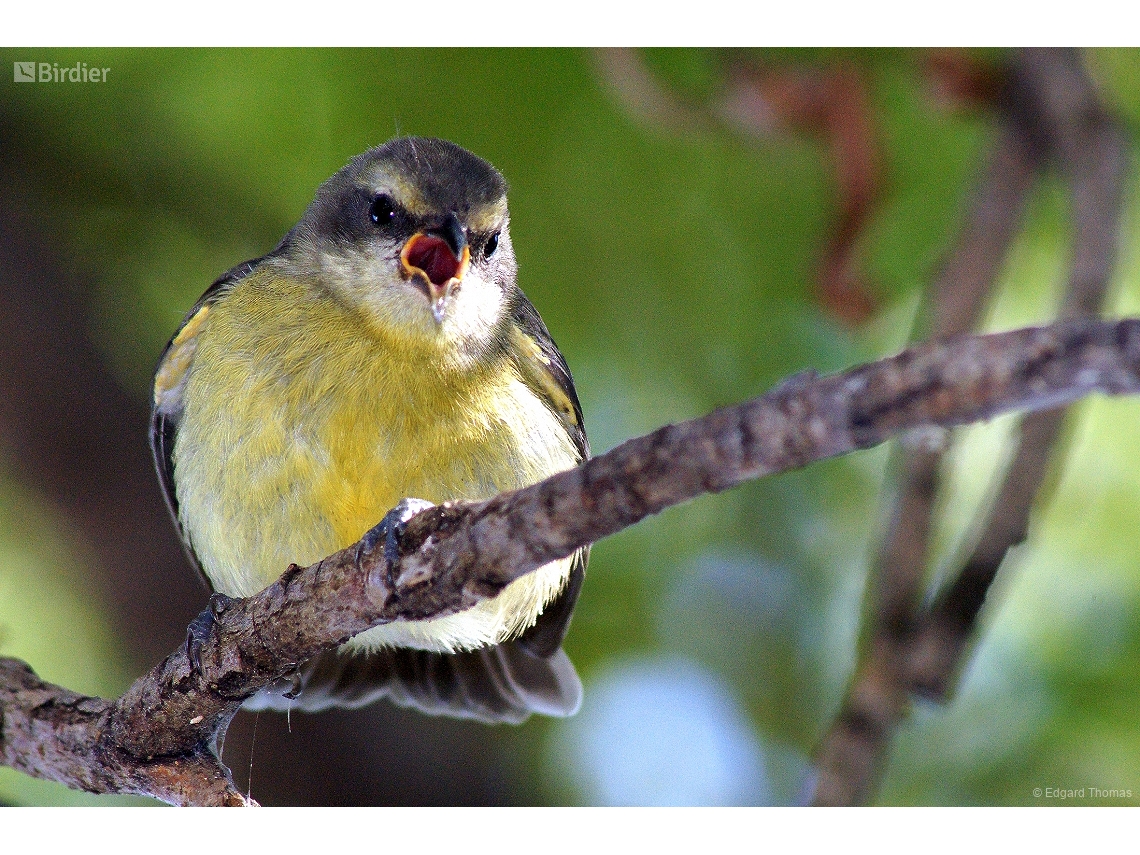 Coereba flaveola