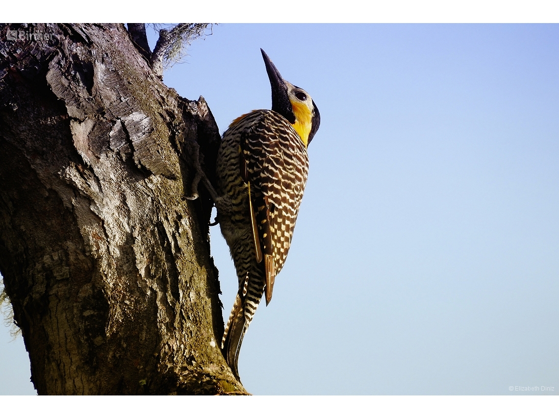 Colaptes campestris