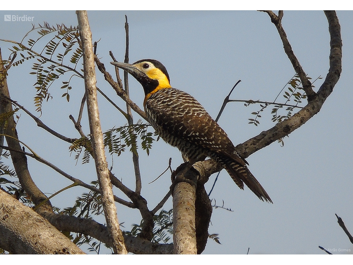 Colaptes campestris