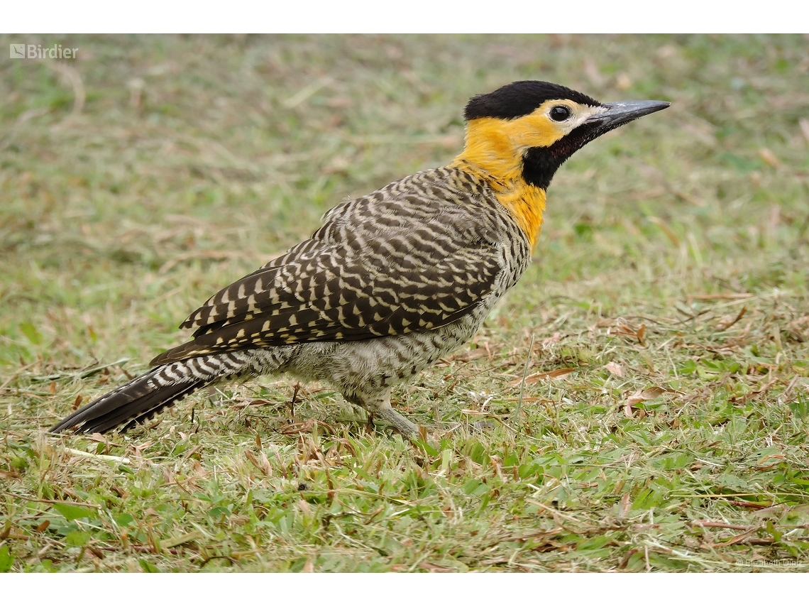 Colaptes campestris