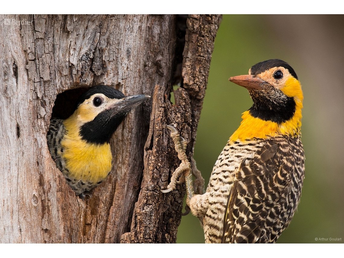 Colaptes campestris