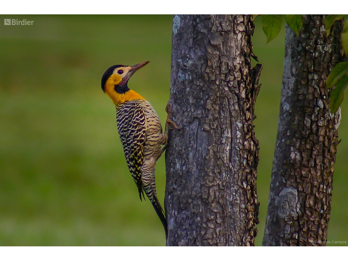 Colaptes campestris
