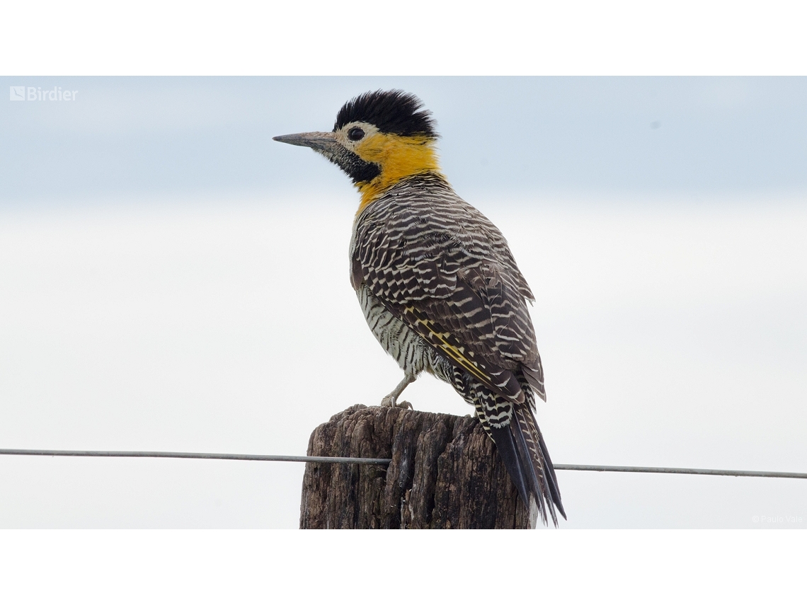 Colaptes campestris