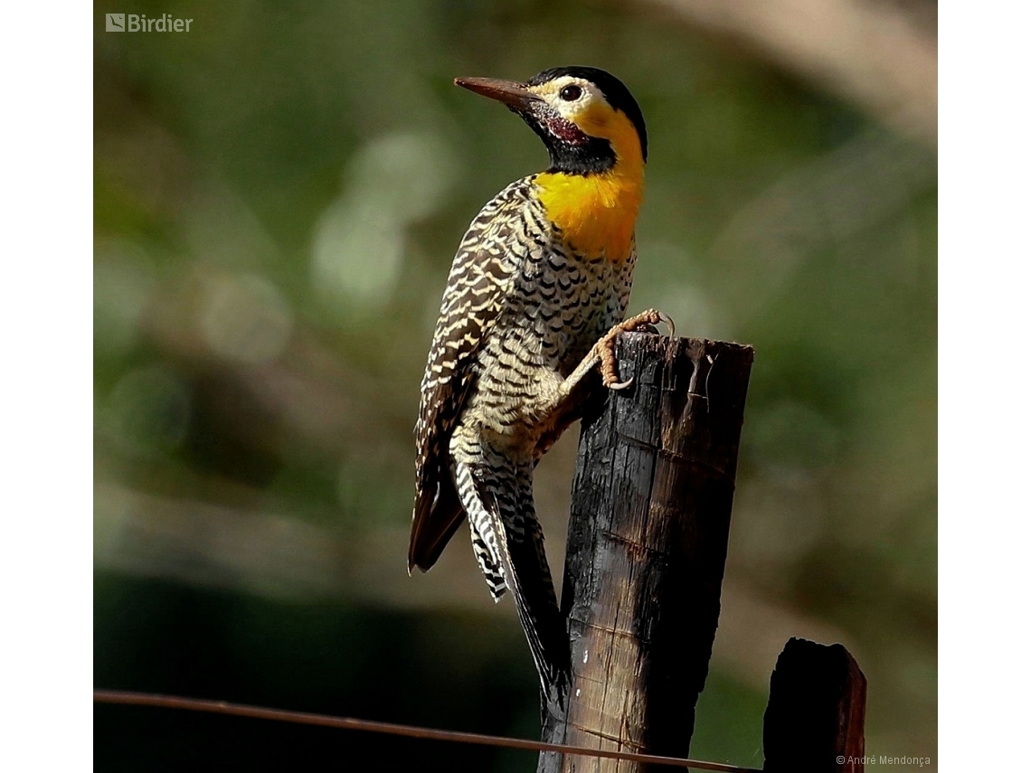 Colaptes campestris