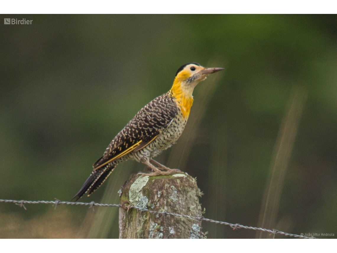Colaptes campestris
