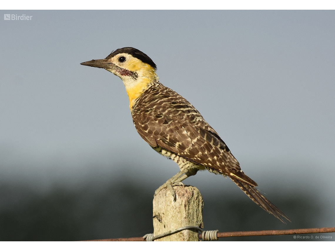 Colaptes campestris