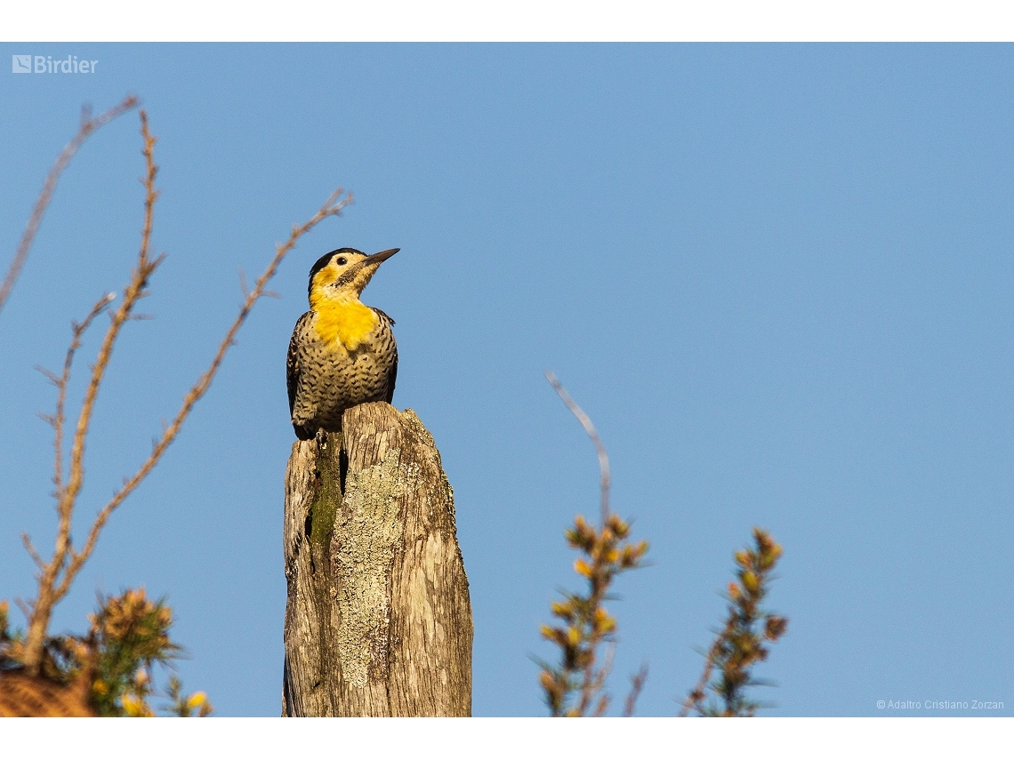 Colaptes campestris