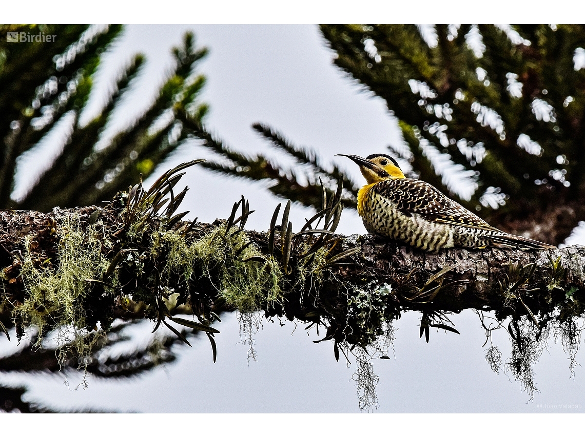 Colaptes campestris