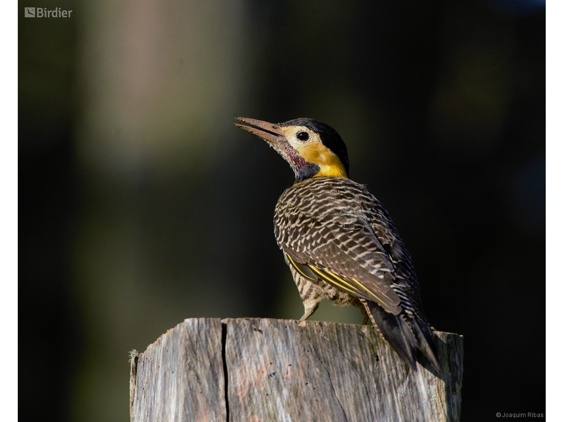Colaptes campestris