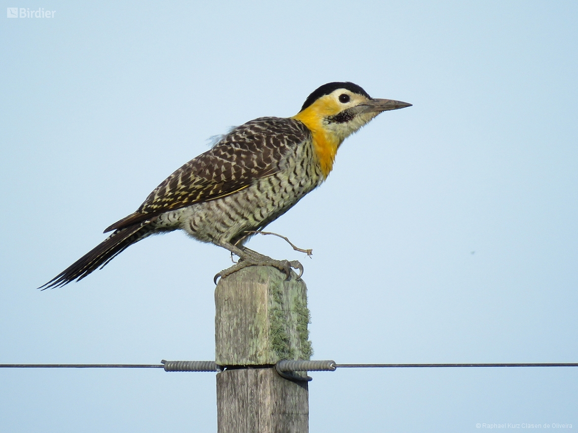 Colaptes campestris